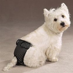ClearQuest Female Pet Pup Pants