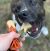Whimzees Brushzees Dental Dog Treats, Medium, For dogs 25-40 lbs - Sample