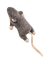 SPOT Flat Mouse Frankie with Catnip 5.5" Cat Toy - Assorted Colors