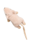 SPOT Flat Mouse Frankie with Catnip 5.5" Cat Toy - Assorted Colors