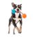 GURU Squeaking Rope Medium Dog Toy