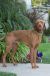 Lupine Eco Adjustable Dog Collar - Moss