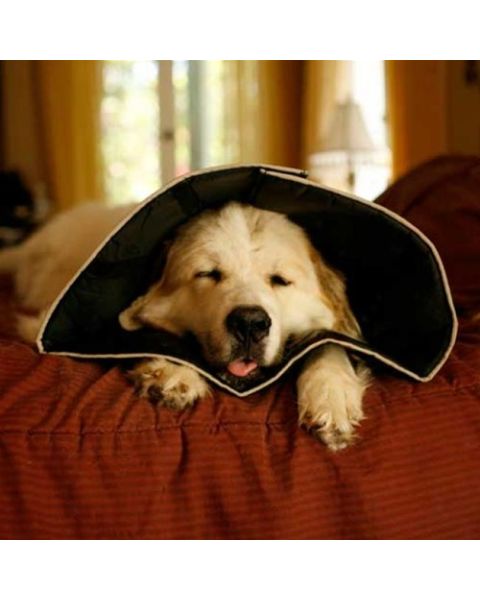 All Four Paws Comfy Cone for Dogs & Cats