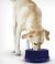 K & H Coolin' Bowl for Dogs