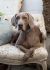 Lupine Eco Adjustable Dog Collar - Granite