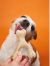 Betterbone Hard Classic Dog Chew Toys - Perfect for teething puppies, older dogs, light chewers