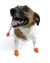Pawz Dog Boots (12 individual rubber boots/pack)