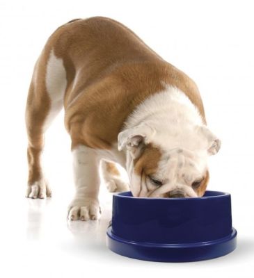 K & H Coolin' Bowl for Dogs