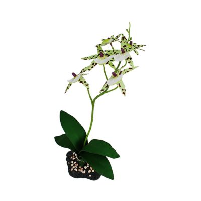 Komodo Spider Orchid with Gravel Decorative Plant