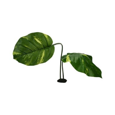 Komodo Guiana Plant with Jumbo Leaves Decorative Plant