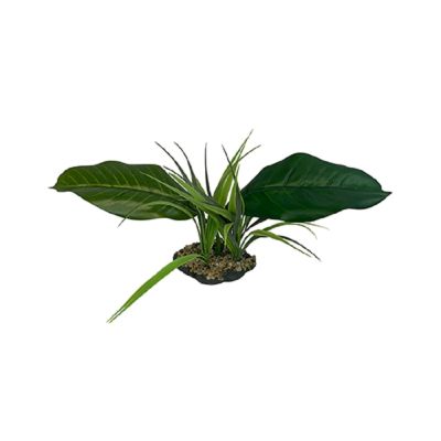 Komodo Woodland Canopy 10" Decorative Plant