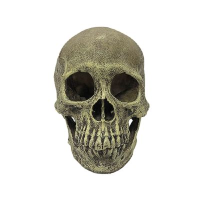 Komodo Human Skull Full Habitat Decoration