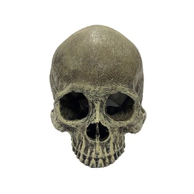 Komodo Human Skull Half Habitat Decoration
