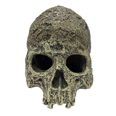 Komodo Human Skull Textured Habitat Decoration