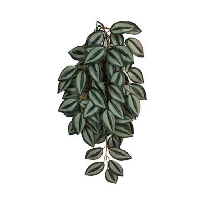 Komodo Zebrina Climbing Plant Plant Decoration