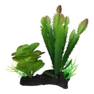 Komodo Cactus and Succulent 5" Plant Decoration