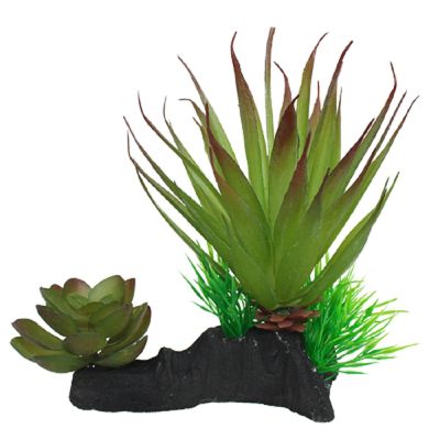 Komodo Succulent 5" Plant Decoration