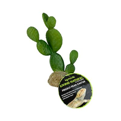 Komodo Prickly Pear Cactus Plant Decoration