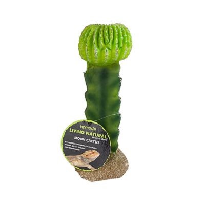 Komodo Moon Cactus Plant Decoration