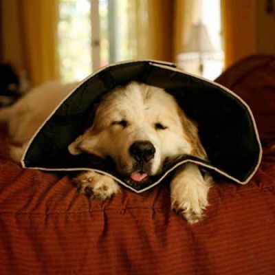 All Four Paws Comfy Cone for Dogs & Cats