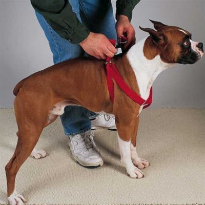 Guardian Gear Nylon 2-Step Dog Harnesses - Basic Color