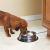 Drinkwell Hy-Drate H2O Filtration Systems for Dog