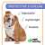 Vet Worthy Protective Cone E-Collar For Dogs & Cats