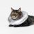 Pidan Cloth Pillow Waterproof E-Collar For Cats and Small Dogs