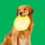 PROJECT HIVE Pet Company Hive Disc + Lick Mat Dog Toy