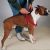 Guardian Gear Nylon 2-Step Dog Harnesses - Basic Color