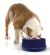 K & H Coolin' Bowl for Dogs