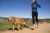 The Company Of Animals Halti All-In-One Leash