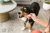 Whimzees Occupy Calmzees Value Bag Dental Chews Dog Treats