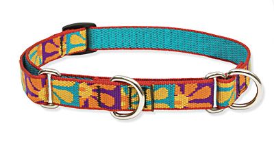 Lupine Originals Martingale Combo Dog Collar - Crazy Daizy