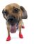 Pawz Dog Boots (12 individual rubber boots/pack)