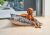 Bowsers Soho Bed Dog Beds