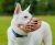 The Company Of Animals Baskerville Classic Muzzle
