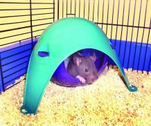Lixit Critter Space Pod