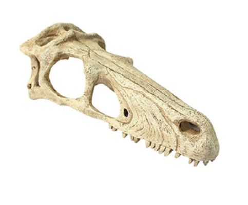 Komodo Raptor Skull Habitat Decoration