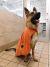 Tall Tails Cape Dog Towel